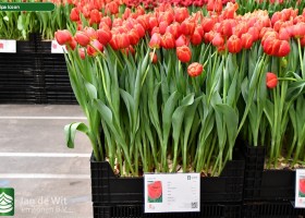 Tulipa Icoon ® (1)